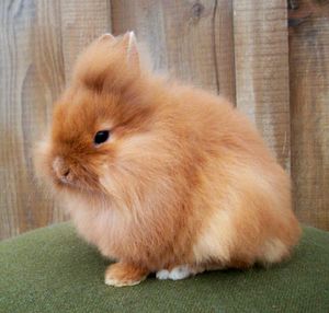 Cabbit - WikiFur