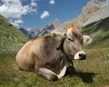 Mucca - WikiFur